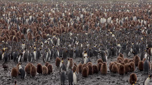 King Penguins On South Georgia Island