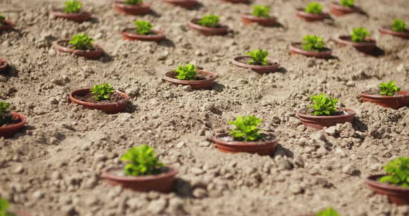 Potted Plants Growing on Field in Summer