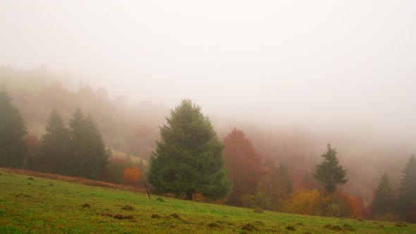 Beautiful Hills in Gloomy Gray Fog Covered with Colorful Autumn Trees in the Carpathians in