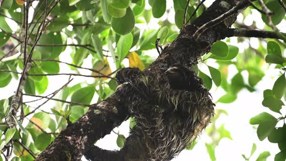 Sloth in Rainforest, Costa Rica Wildlife, Climbing a Tree, Brown Throated Three Toed Sloth (bradypus