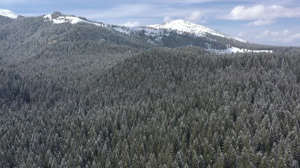 Bird's-eye view of the winter forest on the mountain