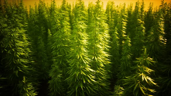 Field of Green Medial Cannabis