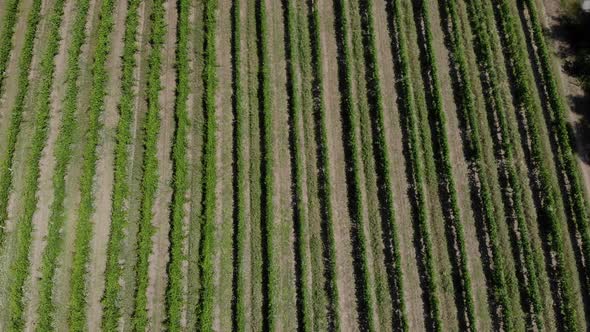 Stunning Aerial of Vineyards Early in the Day.