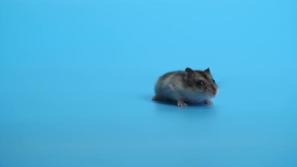 Mouse, Mice On Blue Background