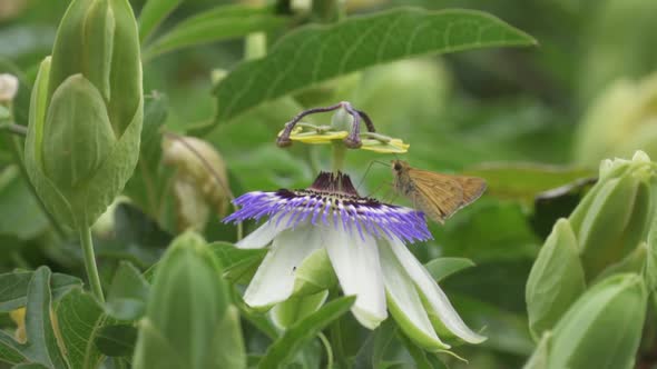 Close up of a butterfly collecting nectar from a blue crown passion plower and a green cuckoo wasp f