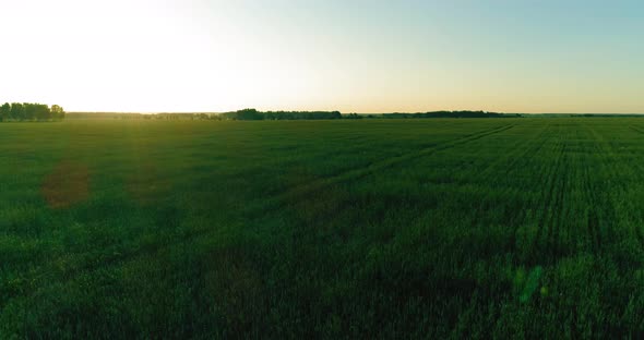 Low Altitude Flight Above Rural Summer Field with Endless Yellow Landscape at Summer Sunny Evening