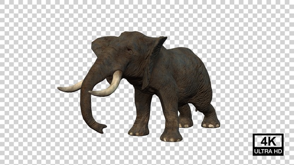 Elephant Hit Back Angle View