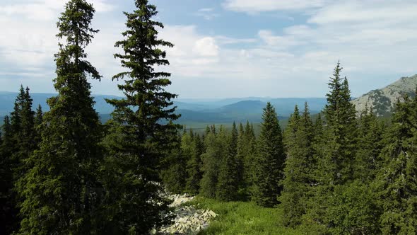 Beautiful coniferous trees among the mountains