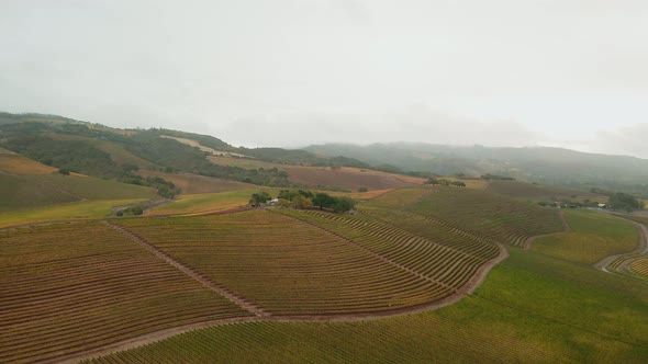 Aerial view of vineyard in northern California, United States. Drone flies forward over winery in ma