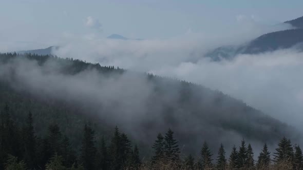 Carpathian mountains valley covered with heavy fog