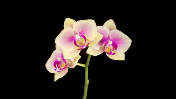 Blooming Yellow - Pink Orchid Phalaenopsis Flower