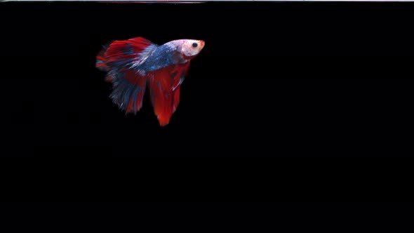 Siamese fighting fish (Betta splendens)