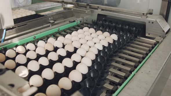 Machine sorting fresh eggs in a chicken farm