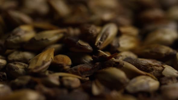 Rotating shot of barley and other beer brewing ingredients - BEER BREWING