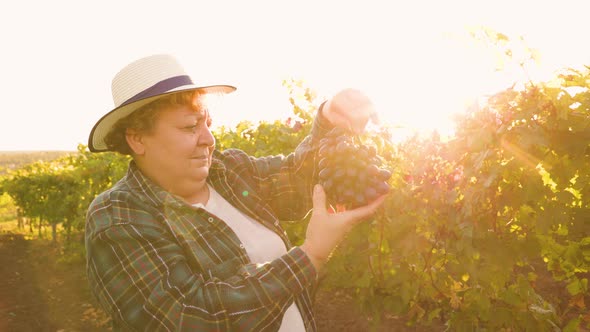 Farmer Woman with Hat Inspecting Grapes Culture Proud Viticulturist Study a Red Grapes