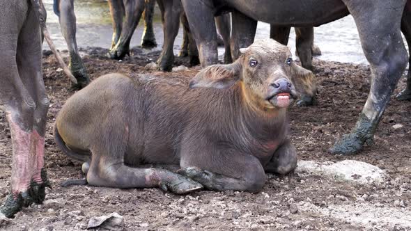 Cross eye buffalo lay at floor