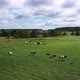 Herd of Cows Grazes on Lush Green Pasture Under Cloudy Sky - VideoHive Item for Sale