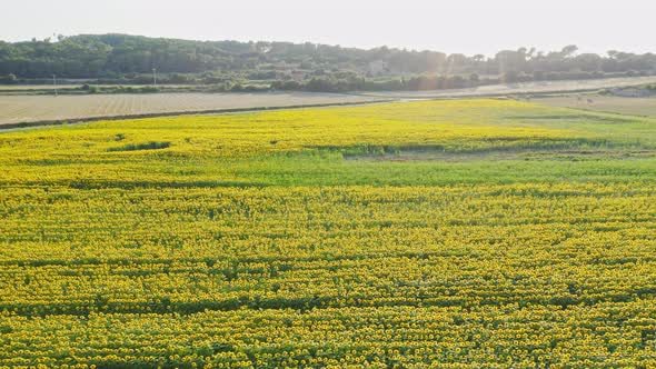 Sunflower season in Catalunya. Fields of flowers grow for miles across the countryside of Emporda Sp