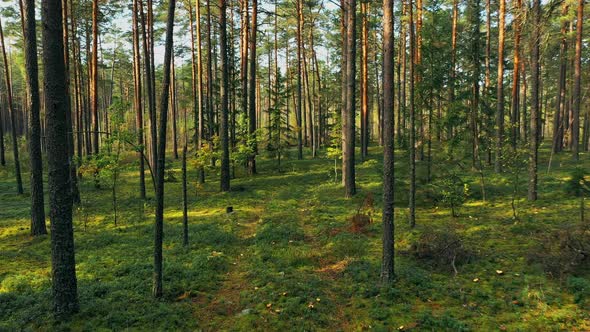 Easy Flight Motion Through Wild Autumn Forest