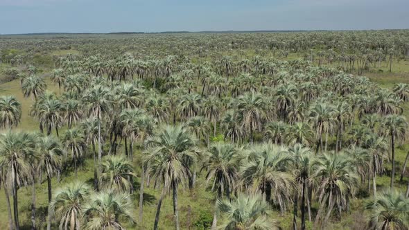 Aerial over Palm Grove, Argentina. Palm trees, savanna, nature, wildlife. Dreamy landscape. Flying f