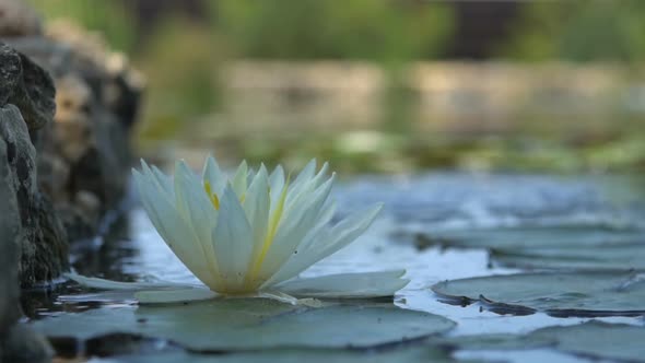Flower of a White Lily in a Pond Among Green Foliage