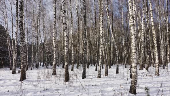 Walk in a Birch Grove in the Forest at the Winter. First-Person Aerial View