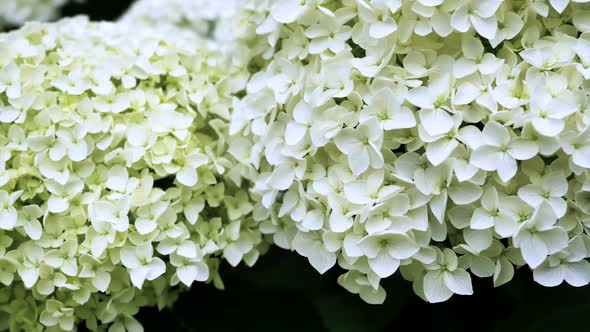 Flowers Of White Hydrangeas 