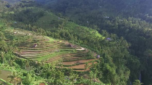 Aerial Video Above Rice Terraces