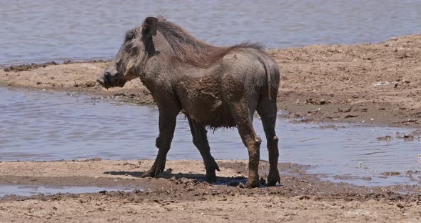 Warthog, phacochoerus aethiopicus, Adult standing at Water Hole, Nairobi Park in Kenya, real Time 4K