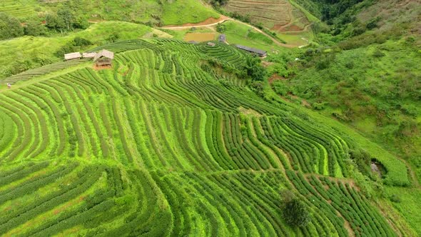 Aerial view of tea plantation terrace on mountain.