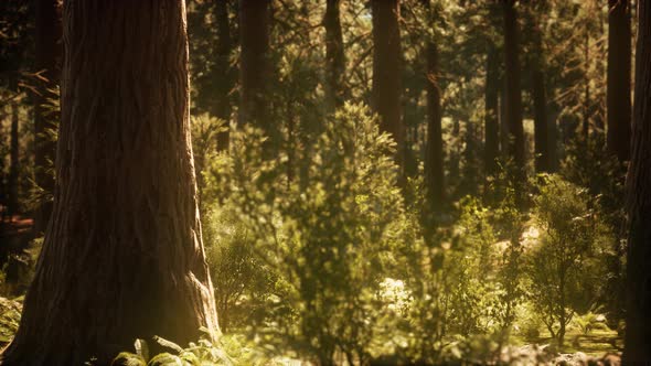 Hyperlapse in Sequoia Forest From Sunrise alt