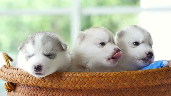 Group Cute Siberian Husky Lying In Basket Bed Slow Motion