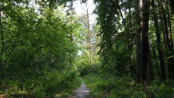 Slow Motion View of Green Forest By Day