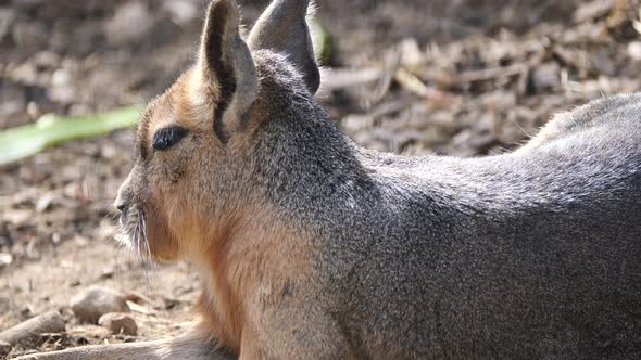 Portrait shot of tired Patagonian Mara Animal resting outdoors in sunlight,close up shot