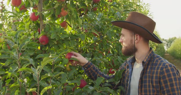 Young Agronomist Inspecting Apple Harvest To Avoid Pests, Checking Ripeness of Fruit in Orchard