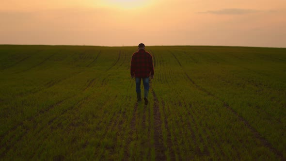 A Man Farmer Goes on a Rural Road Along a Green Wheat Field at Sunset