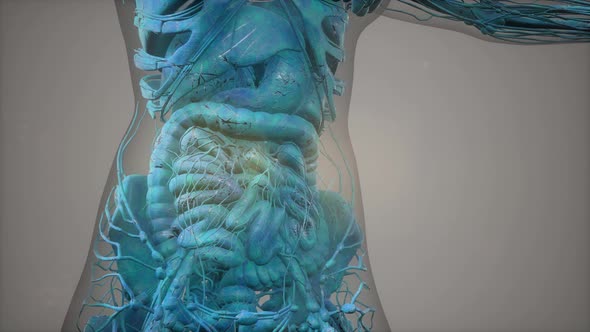 Model Showing Anatomy of Human Body Illustration alt