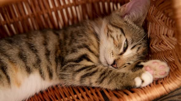 A Little Tabby Kitty Cat Falls Asleep in a Basket
