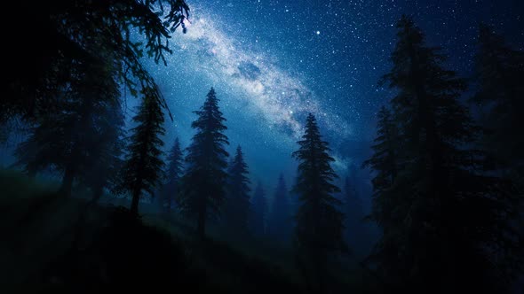 Sky full of Stars in a forest HD alt