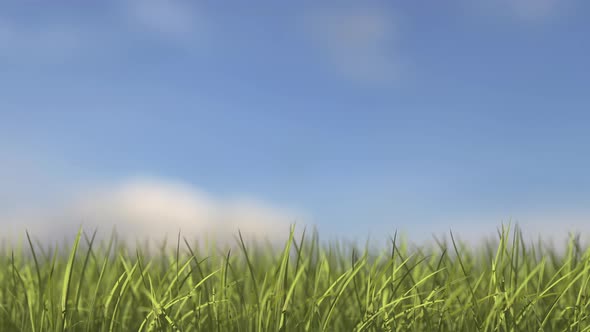 Grass Growing Time-Lapse alt