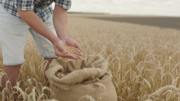 farmer pours grain in canvas bag from hand to hand at sunset in wheat field.