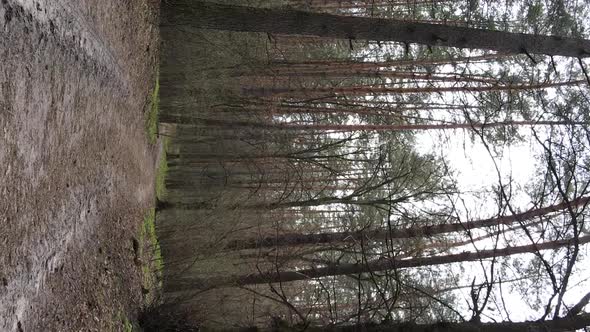 Vertical Video of a Road in the Forest Slow Motion