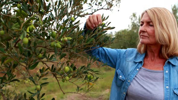 Woman observing olive on plant 4k