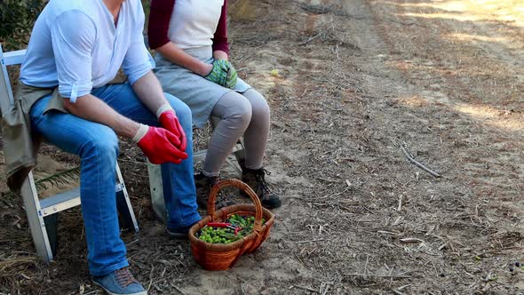 Couple interacting after harvesting olives in farm