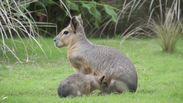 Side view of patagonian mara sitting on grass as baby drinks its milk