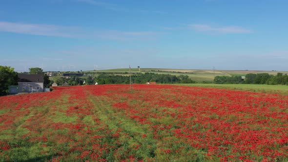 Blooming Red Poppies In The Meadow. Poppy Field. aerial drone, ascending pullback