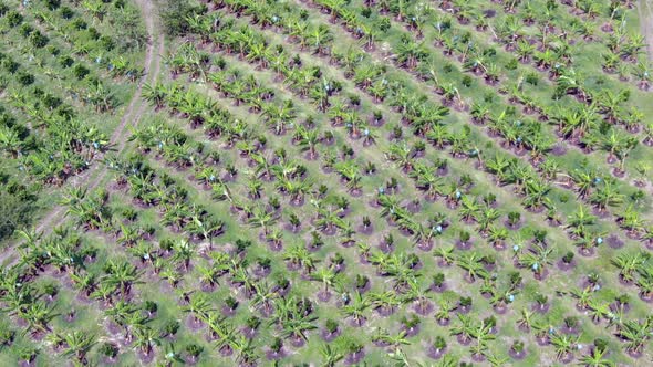 Banana plantation on a mountain farm