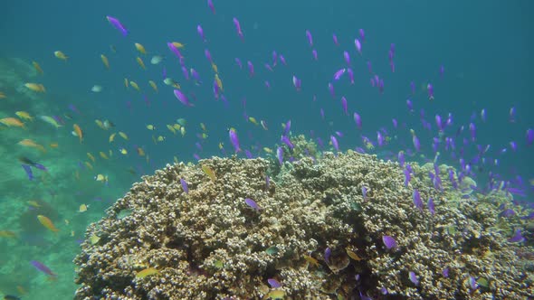 The Underwater World of a Coral Reef