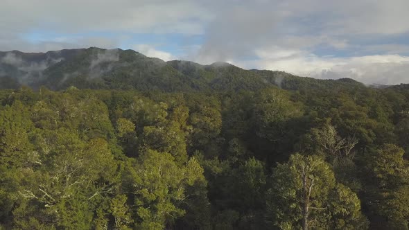 Aerial view of rainforest