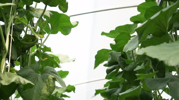 Dolly Shot of Cantaloupe Melon Growing in Greenhouse Farm